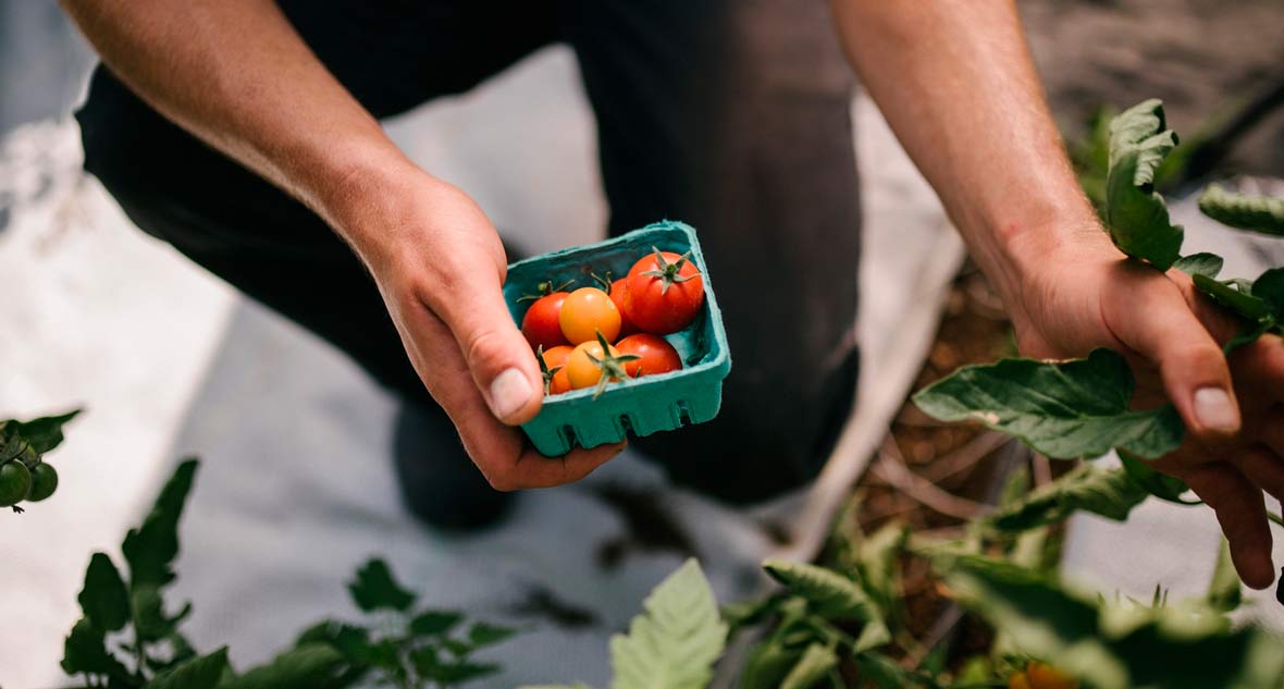 organic tomato
